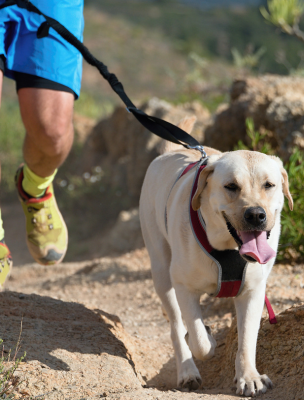dog walking on leash